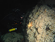 Riffbildene Hart- oder Steinkoralle mit einem Wachstum von nur 6mm pro Jahr. Vorkommen vom Nordatlantik und Mittelmehr, aber auch im Pazifischen und Indischen Ozean in Tiefen von 150 bis 2000 Meter